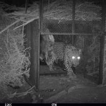 Leopard conservation, monitoring