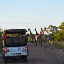 Game drive vehicle facing seven giraffes on a dirt road.