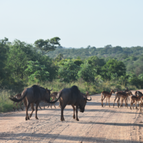 Wildebeest and impala seen during a game drive in Kruger National Park.