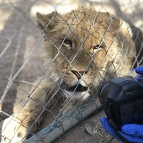 Thunder does not like the camera 