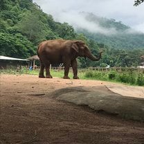 This is Mai Jan Peng, during the trip you do a diet study where you get to observe the elephant and really gain a connection. 