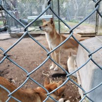 As part of the Australian Veterinary Service program we got put into groups that learned about a specific animal or species, as well as worked on enrichment for them. My group had the opportunity to work with the Dingoes and they are fascinating creatures, it was super fun to work with them.