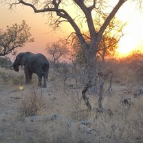 Safari in Krueger National Park