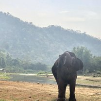 A shot of an elephant 