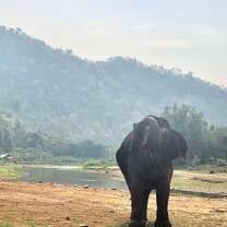 A shot of an elephant 