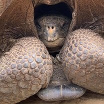 Close up of the famous Galapagos Tortoise! 