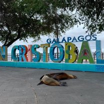 Sea lions taking their afternoon snooze
