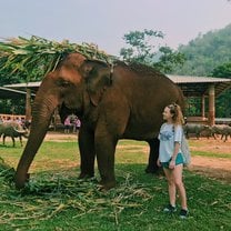 Lucky the elephant who is blind from the circus.