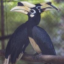 Hornibills