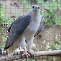 White bellied Sea Eagle