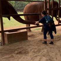 Feeding one of the elephants at Elephant Nature Park