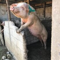Pig at Reina's