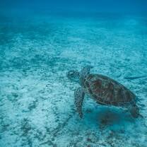 Is this a female or male turtle?