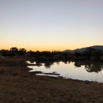 The watering hole. We got to watch a release of a golden buffalo here.