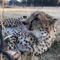 Image of Galaxy, one of the cheetahs we watched perform a cheetah run