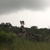 A cheetah we spotted on one of our game drives