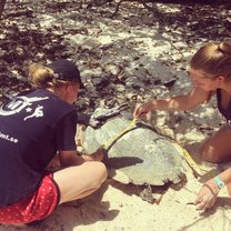 Measuring a turtle while she is nesting and in a form of trance