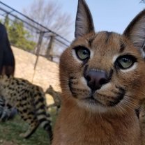 The face of a caracal cub