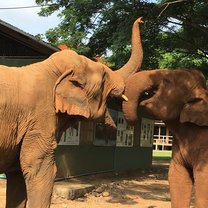 Two elephants greeting each other by nuzzling their trunks together. Their mouths are open, and they appear to be smiling.