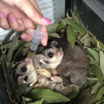 Feeding some squirrel gliders