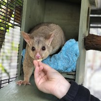 Feeding a bushtail possum