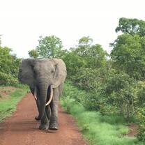 Animal preservation in Ghana
