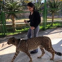 Walking a cheetah 