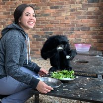 Feeding the Siamang's their food 