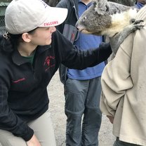 I was learning all about Koala Bears and the behavior of this one named, Gumnut.