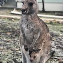 This is a kangaroo and her joey.  They can be seen wandering all over Walkabout.