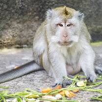 Macaque - Paijo