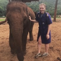 Morning vet rounds with an Asian elephant calf at the Elephant Nature Park in Thailand