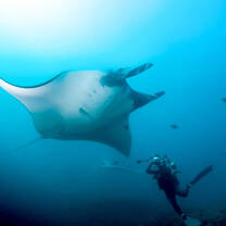 Take captures of the marine inhabitants