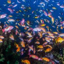 Admire Mozambique's lively coral reefs