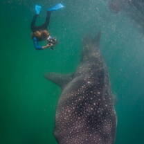 Dive and swim with humpback whales