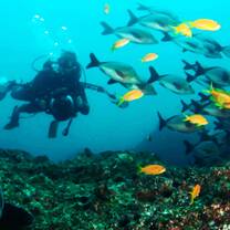 Master the art of underwater photography