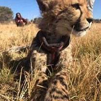 Image of Zeno, a cheetah cub 