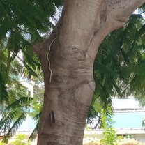 A snake in a tree during class