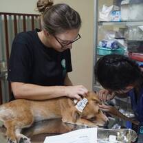Animal Rescue & Care in Cambodia