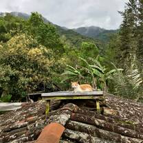 Image of a cat on the roof at my rural homestay