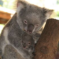 Koko and Joey