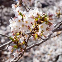 Sakura Season 