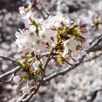 Sakura Season 