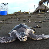 Sea turtles at our sea turtle & marine conservation center on Hawaii beach
