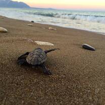 GVI: Marine Conservation Volunteering