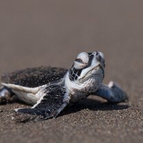 GVI: Volunteer in Costa Rica