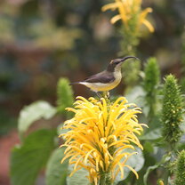 GVI: Volunteer in India