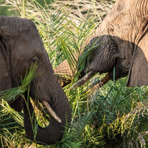 GVI: Volunteer in South Africa