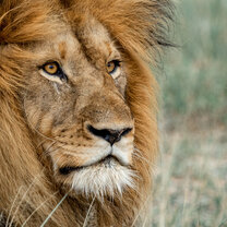 GVI: Volunteer in South Africa