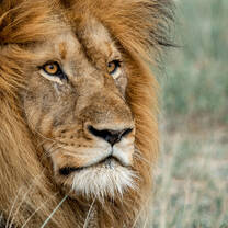 GVI: Volunteer in South Africa